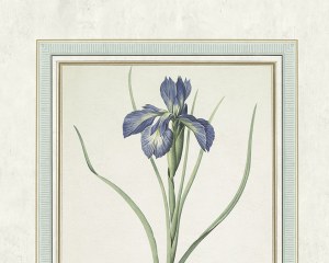 Herbarium Redouté #2 - Wallpaper