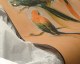 4 Macaws  - Decorative panel