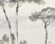 Umbrella Pines - Wallpaper