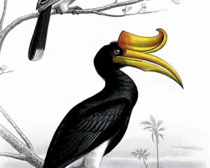 Cayenne birds /2-  Decorative panel -  decorative panels wallpaper
