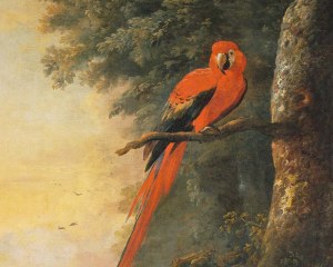 Red Macaw 1/2 - wallpaper mural exotic