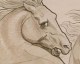 Horse sketch- Wallpaper mural