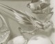 Exotic birds - wallpaper