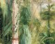 Palm grove- wallpaper