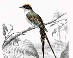 Ucelli di Cayenne - carta da parati esotico