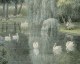 Swan lake - Carta de Parati