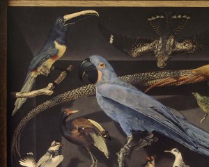 Esotico Ucelli - carta da parati animalia