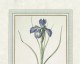 Herbier Redouté lé 2 - Papier peint