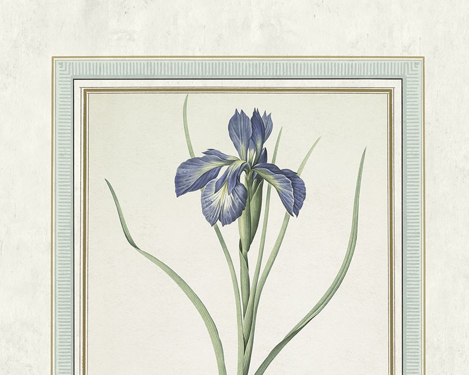 Herbier Redouté lé 2 - Papier peint