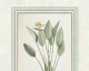 Herbier Redouté lé 1- Papier peint