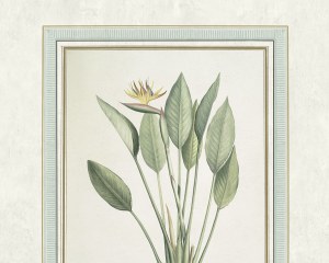 Herbier Redouté lé 1- Papier peint