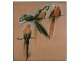 4 perroquets - Panneau décoratif