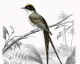 Oiseaux de Cayenne  - Panneau décoratif