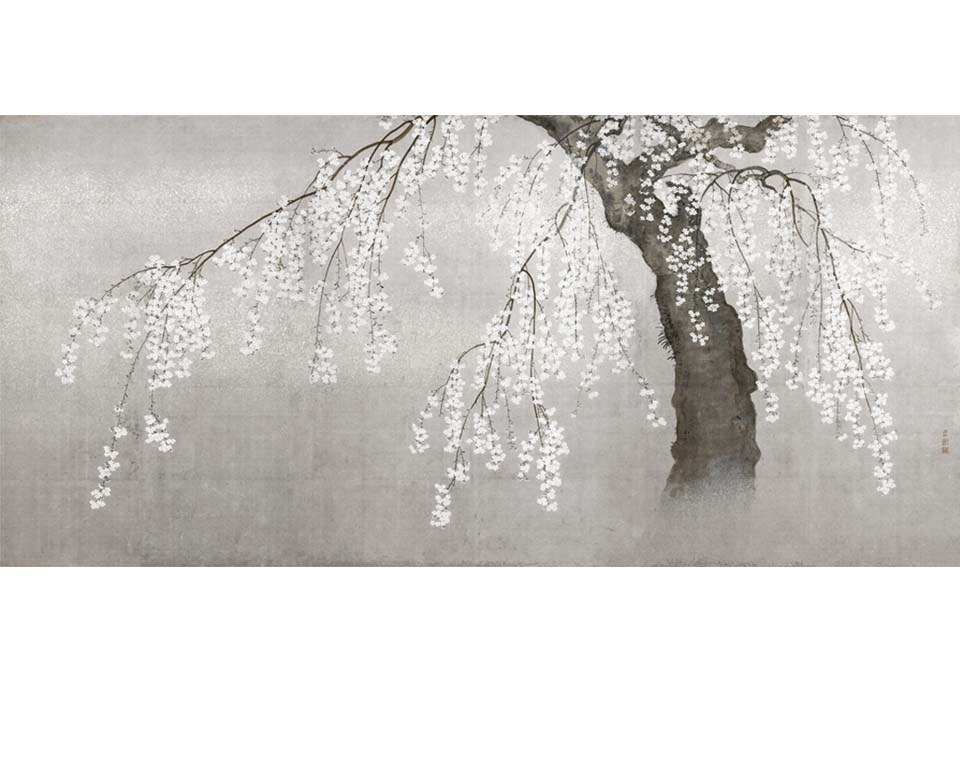 Cerisier Japonais - Papier peint