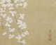 Cerisier Japonais - Papier peint