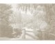 Lac des cygnes 2 - Papier peint