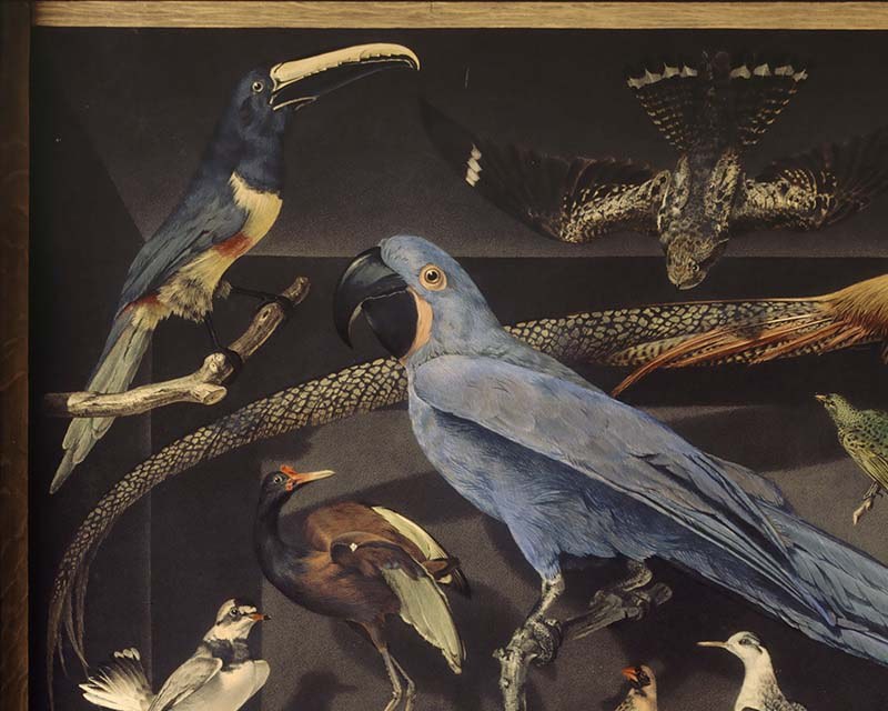 Oiseaux exotiques - Papier peint